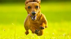 Królik jamnik (zdjęcia): towarzysz ulgi z sensitem dźwięku